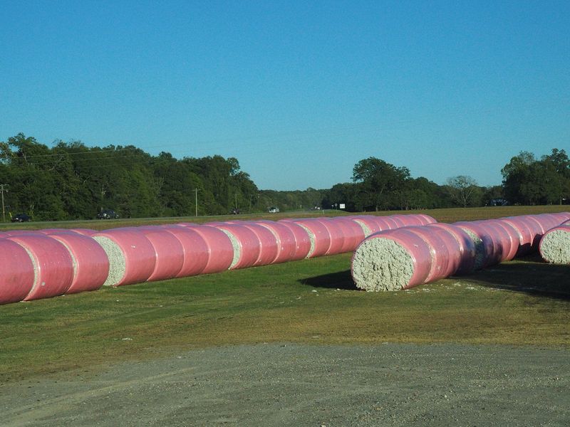 Bales of cotton waiting to be ginned