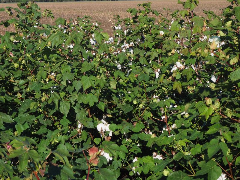 Cotton growing in the Frogmore fields