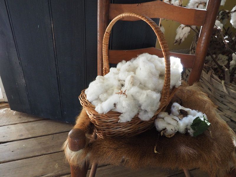 Freshly picked cotton