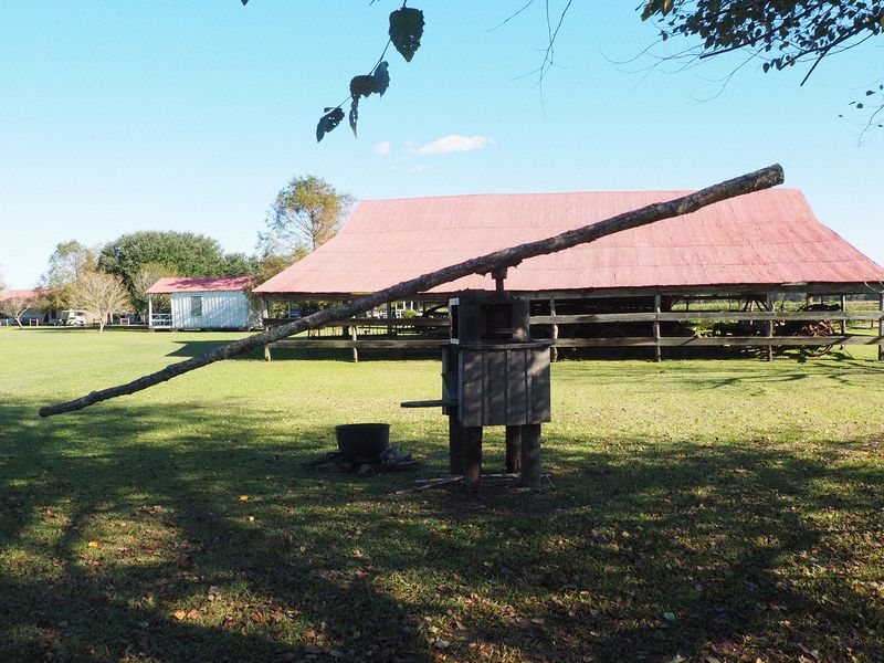 Mule-driven sugar cane mill