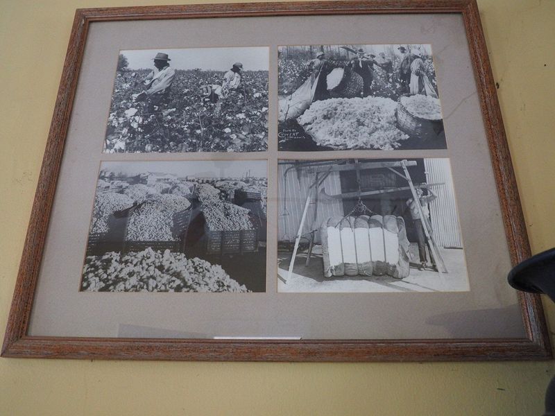 Old photos of cotton harvest