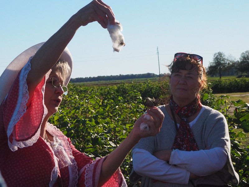 Our guide shows how to separate the cotton from the boll without cutting fingers