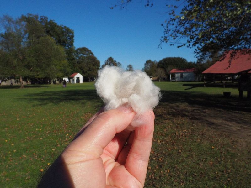 Raw cotton containing cotton seeds