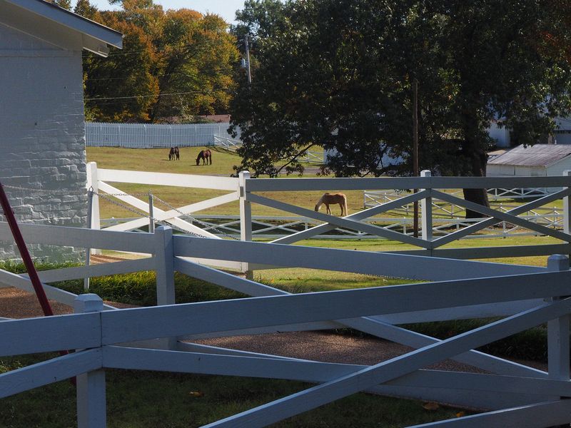 Horse paddock