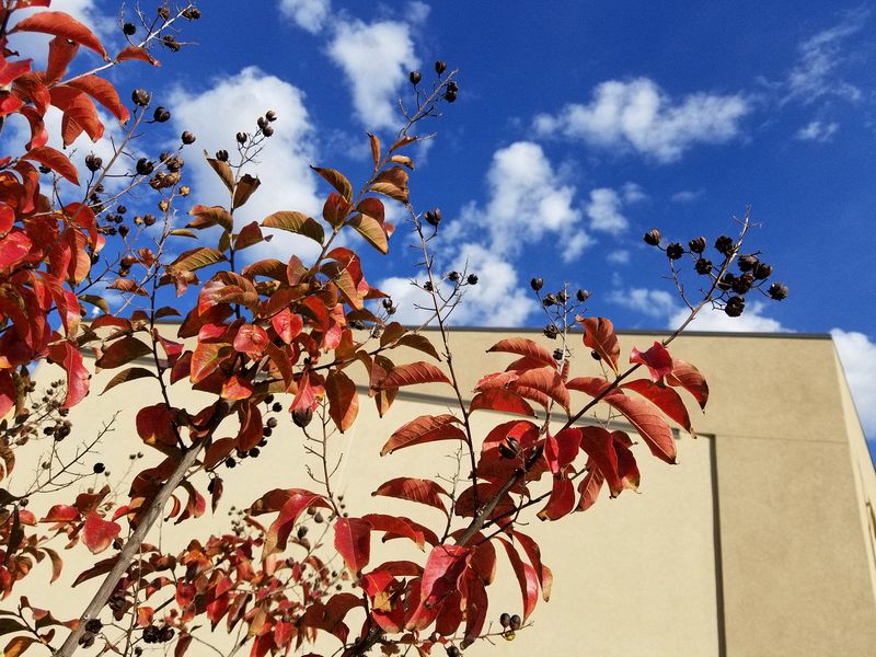 Crape myrtle branches