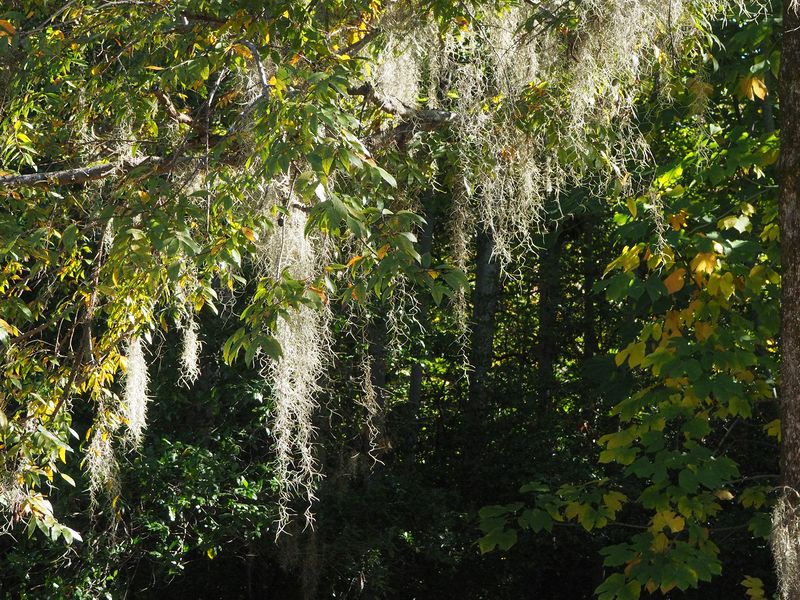 Spanish moss