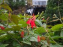 Pretty red flower