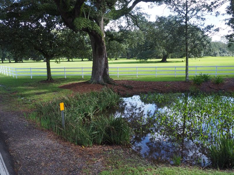 A pretty pond and pasture