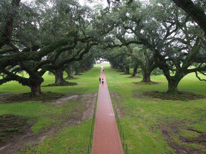 A view of the alley of oak trees looking towards the river