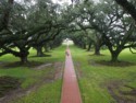 A view of the alley of oak trees looking towards the river