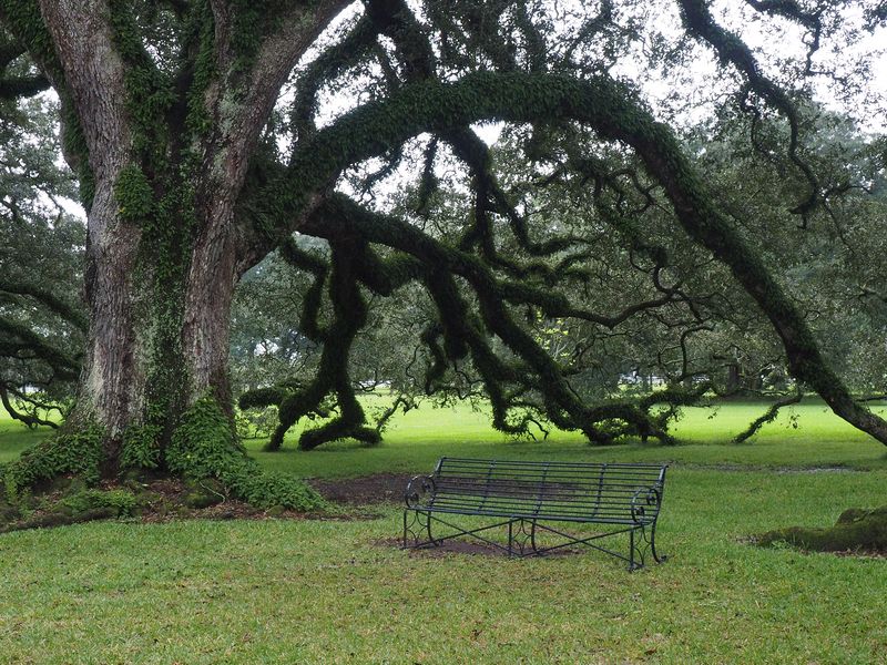 Ivy covered oak branches