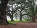 The trees are ghostly in the fog