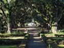 A view through the oak trees towards the entrance to the property