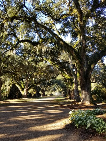 Huge oak trees line the walkway