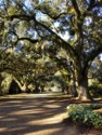 Huge oak trees line the walkway