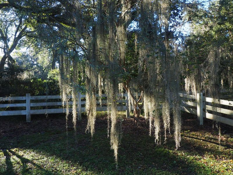 Spanish moss