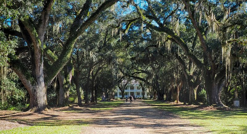 The oak alley looking towards the house