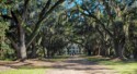 The oak alley looking towards the house