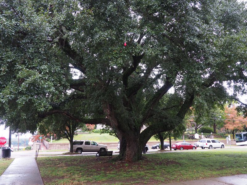 A massive oak tree from 1870