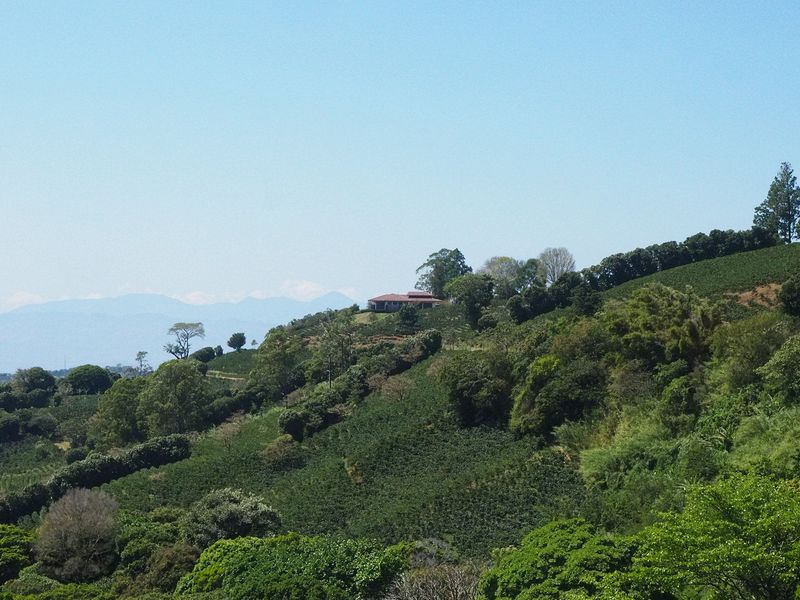 A house at the top of a hillside of coffee bushes