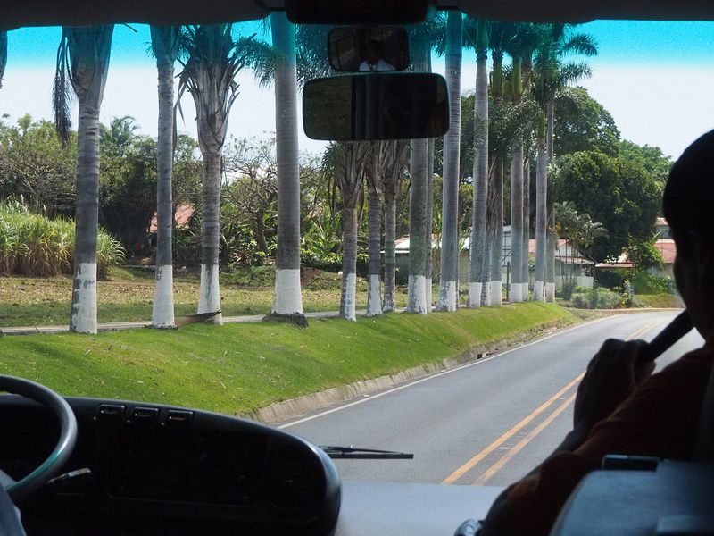 A row of palm trees