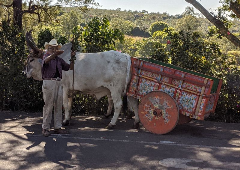 An old guy with two oxen and a real ox cart