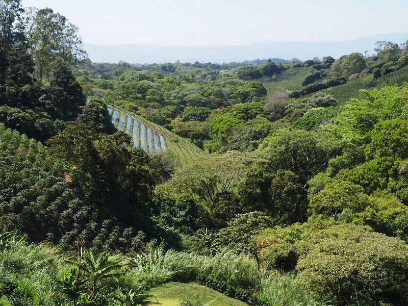 Another view of the coffee farm