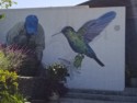 Hummingbird mural