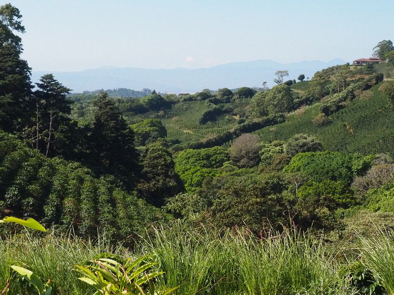 Lots of coffee growing