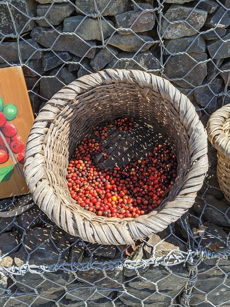 Recently picked coffee cherries