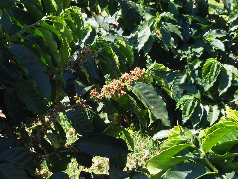The coffee bushes are flowering