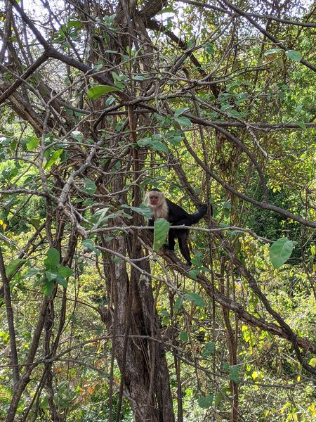 We see some capuchin monkeys on our way back