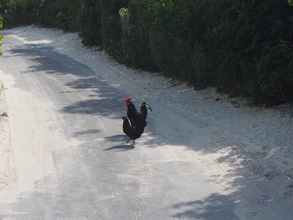 Why did the chicken cross the road