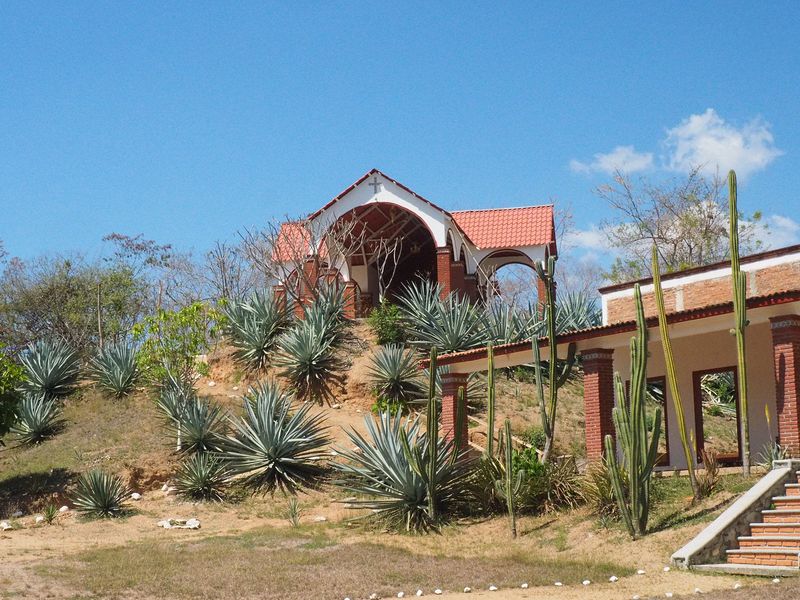 Green agave plants (not the blue agave used for tequila)