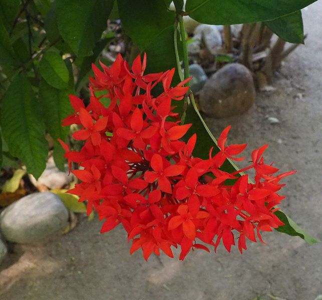 Very red flowers