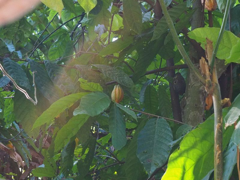 Cacao growing on a huge tree