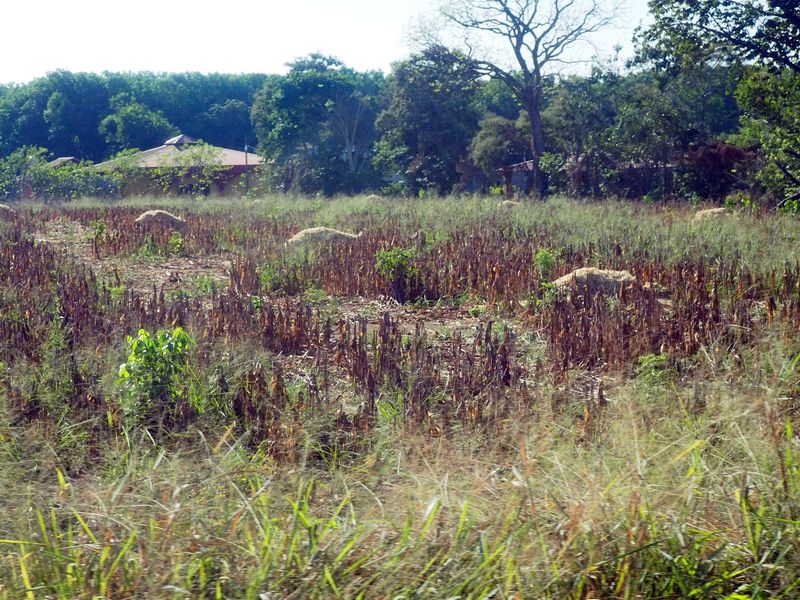 Those corn stalks are being dried for tamales