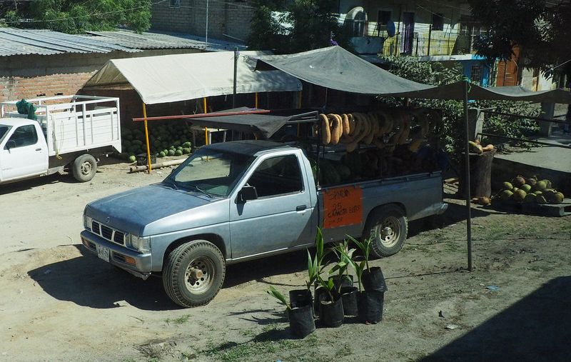 Coconuts and gourds for sale