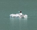 A bald eagle perches on a small iceberg