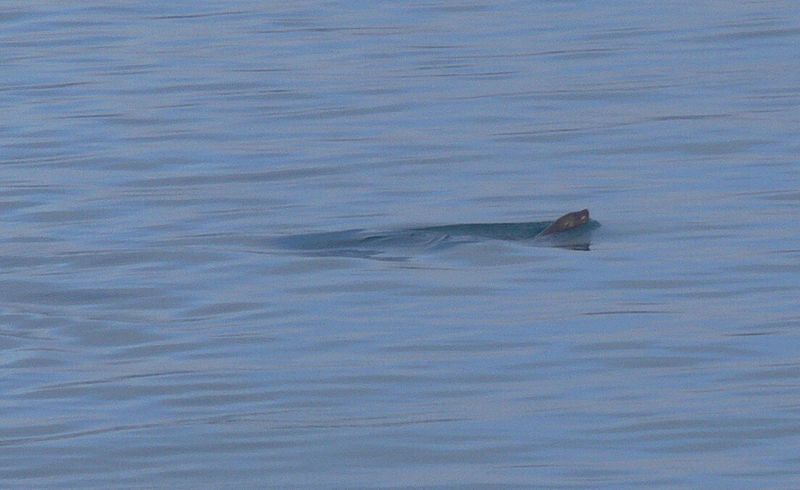 A sea lion swims next to the ship