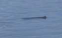 A sea lion swims next to the ship