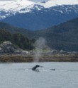 A whale lifts its tail to dive