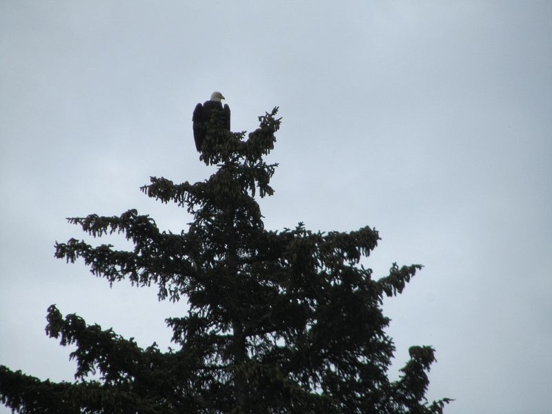 Bald eagle at the top of a tree