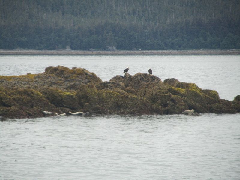 Seals and bald eagles