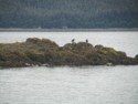 Seals and bald eagles