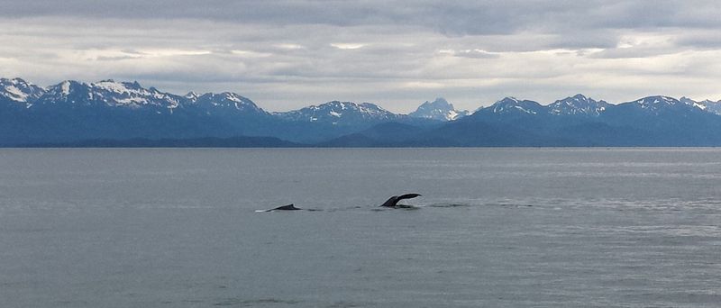 Two whales, one diving