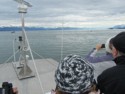 Watching for whales