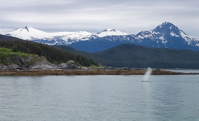 Whale plume