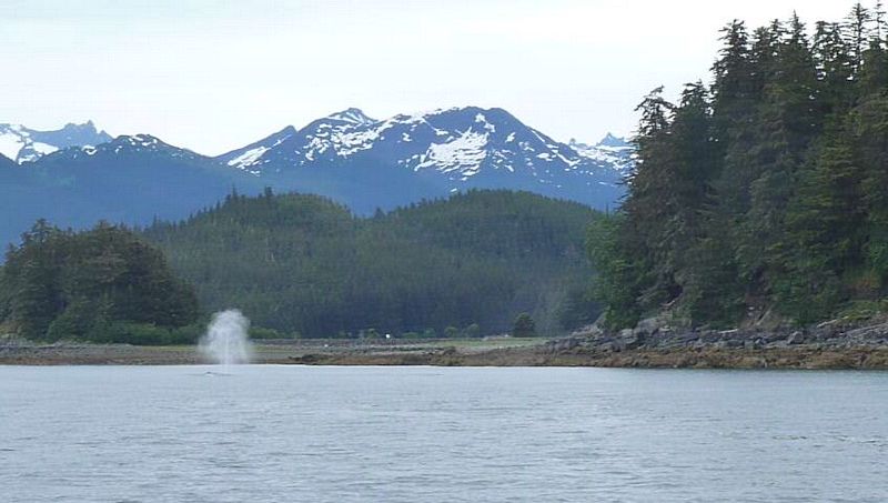 A gray whale blows