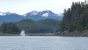 A gray whale blows